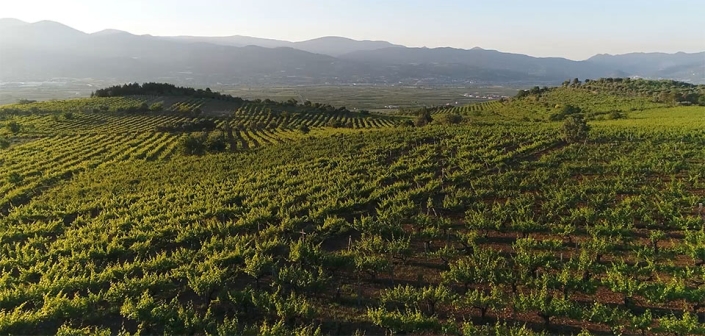 drone shot of vineyard